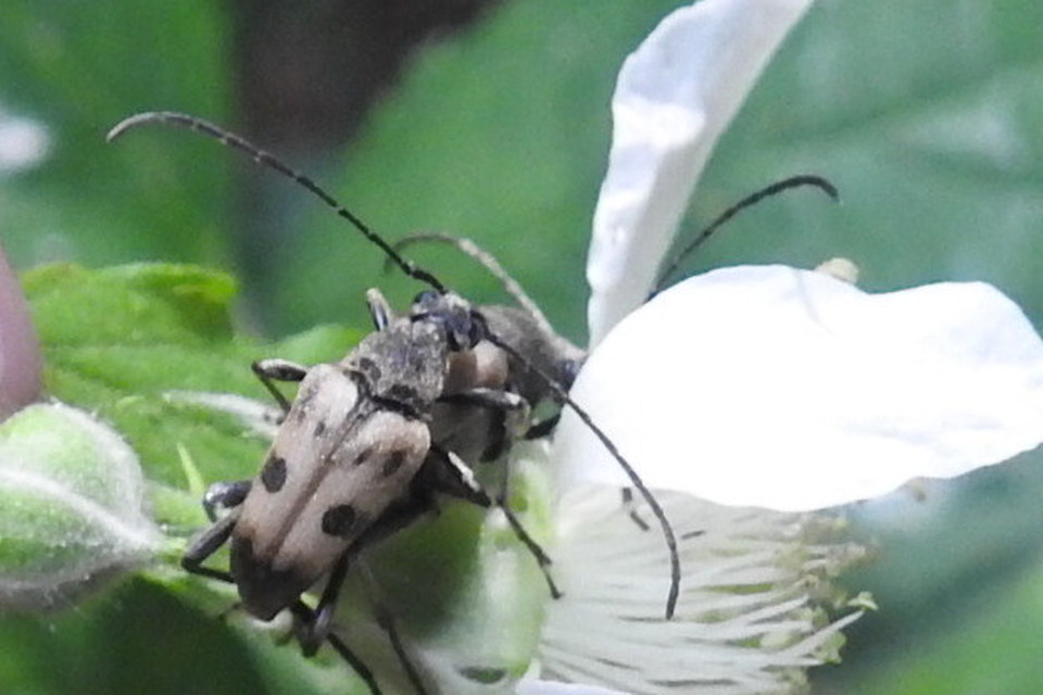 Pachytodes cerambyciformis - változékony virágcincér