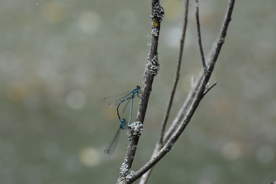 Coenagrion pulchellum - karcsú légivadász