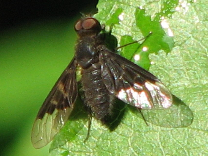 Hemipenthes morio - közönséges gyászlégy