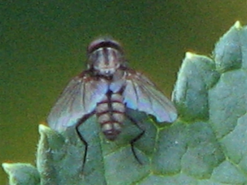 Anthomyiidae - viráglegyek