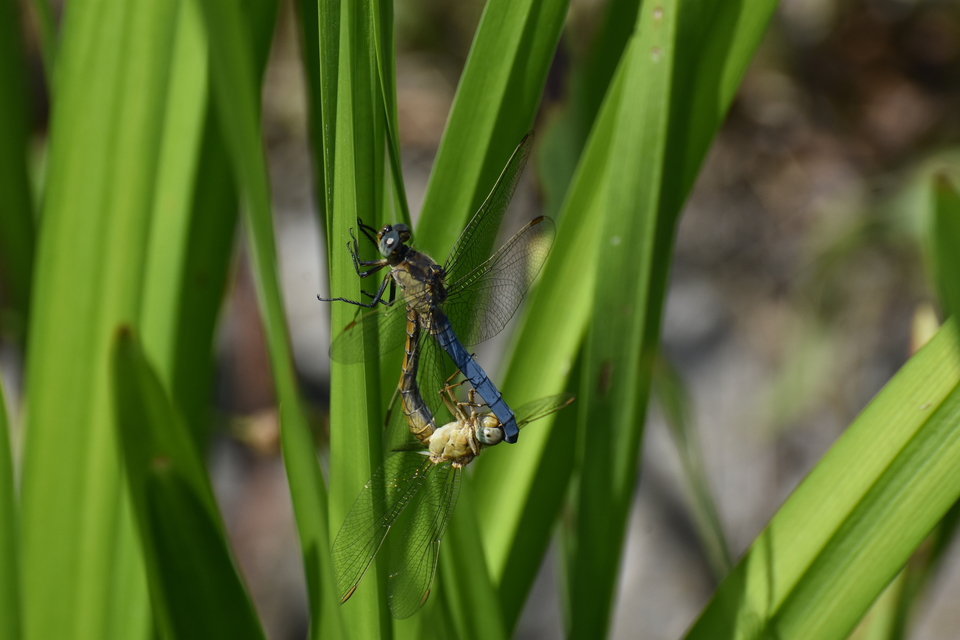 Orthetrum coerulescens - karcsú pásztorszitakötő