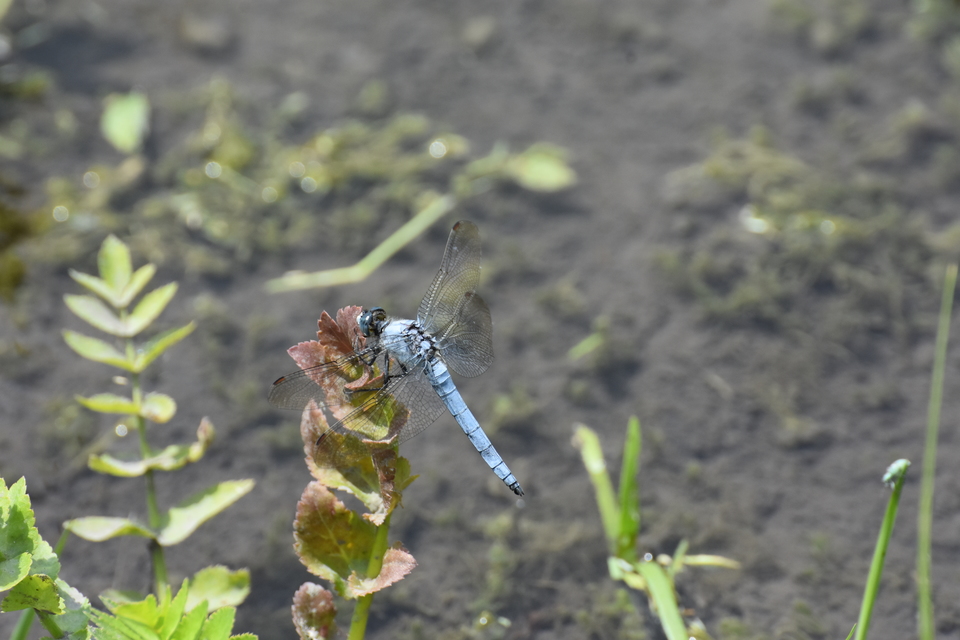 Orthetrum brunneum - pataki pásztorszitakötő