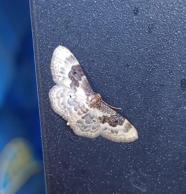 Idaea rusticata - tarka apróaraszoló