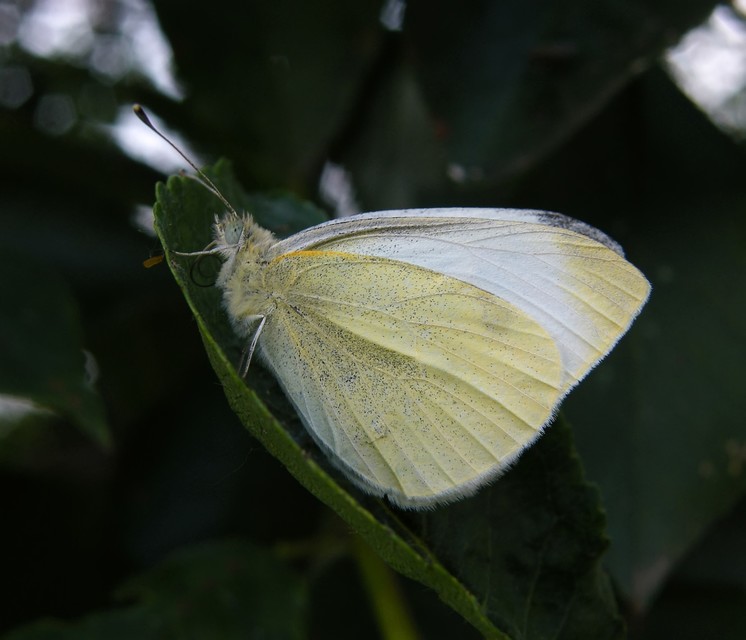 Pieris rapae - répalepke