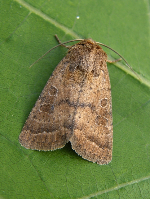 Hoplodrina octogenaria - barna selymesbagoly