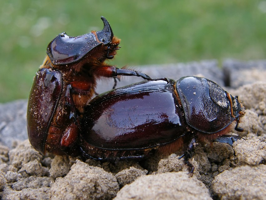 Oryctes nasicornis - orrszarvú bogár