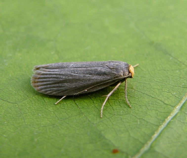 Achroia grisella - kis viaszmoly