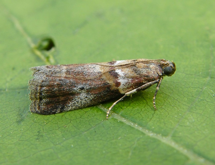 Phycitinae