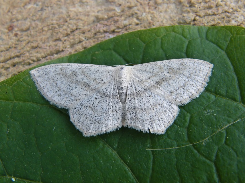 Scopula nigropunctata - feketepettyes araszoló