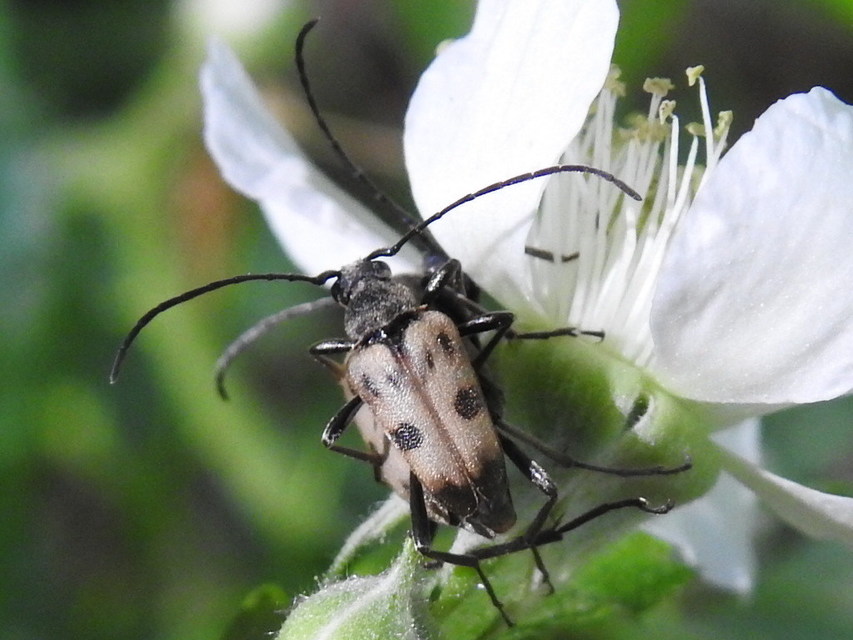 Pachytodes cerambyciformis - változékony virágcincér