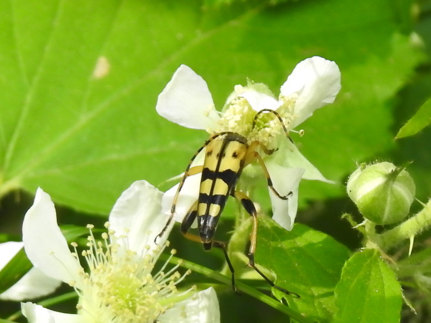 Rutpela maculata - tarkacsápú karcsúcincér
