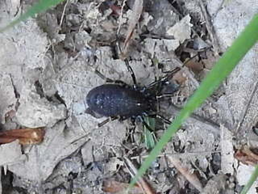 Egaenus convexus