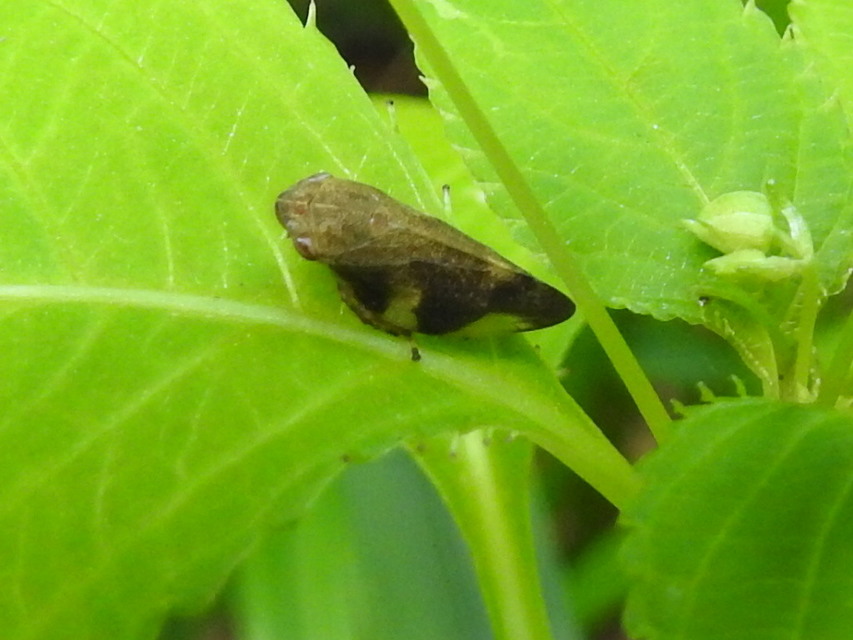 Aphrophora alni