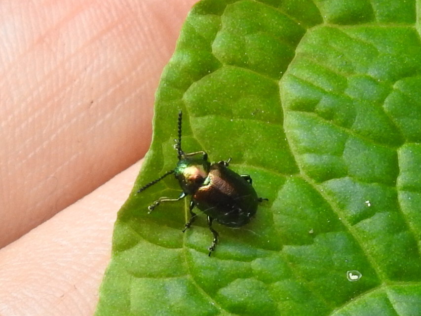Gastrophysa viridula - sóska-levélbogár Gastrophysa viridula - sóska-levélbogár