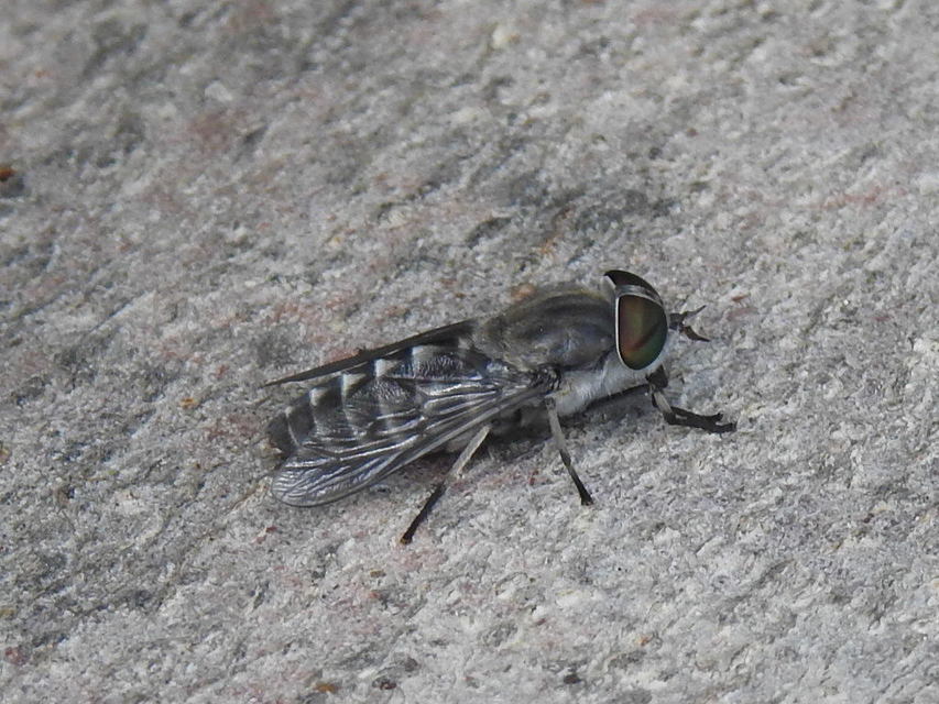 Tabanus