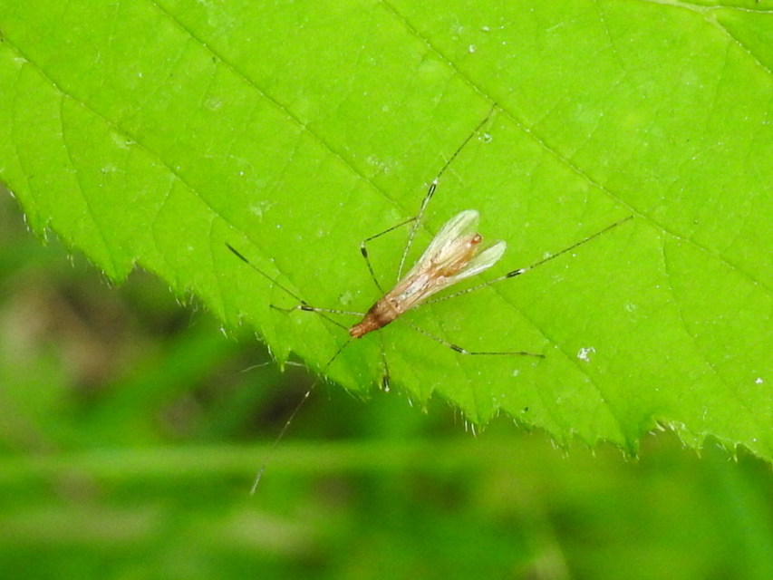 Metatropis rufescens - varázslófű-szúnyogpoloska