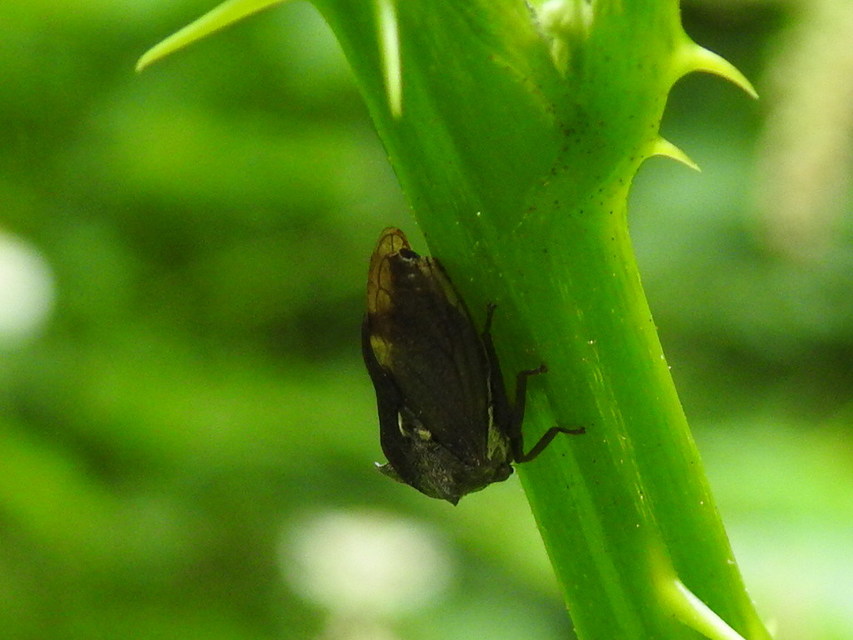 Centrotus cornutus - szarvaskabóca