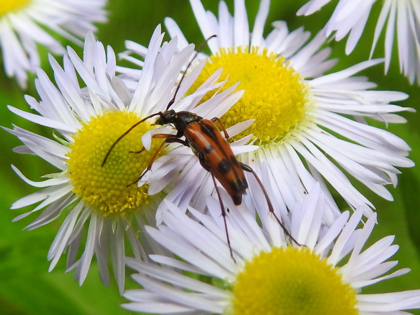 Stenurella septempunctata - hétpettyes karcsúcincér