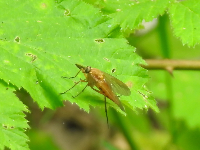 Rhagio tringarius - közönséges kószalégy