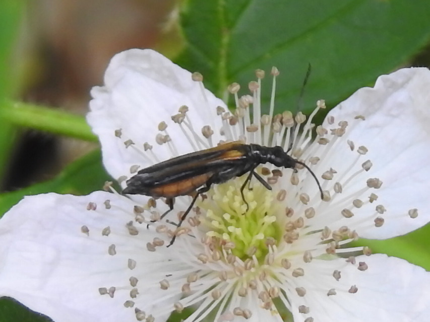 Oedemera pthysica - feketeszegélyű álcincér Oedemera pthysica - feketeszegélyű álcincér