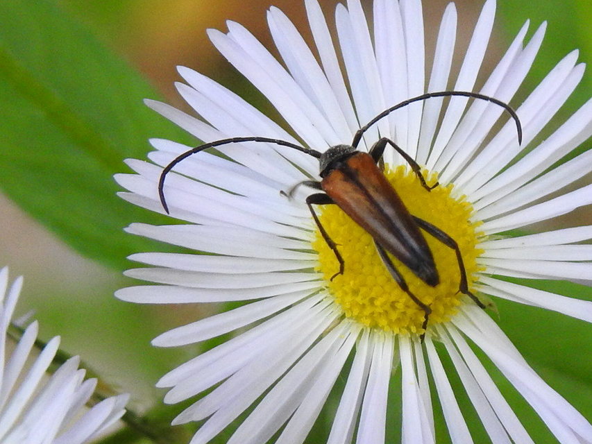 Stenurella melanura - feketevégű karcsúcincér