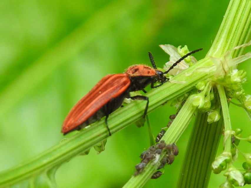 Anostirus purpureus - tűzvörös pattanó
