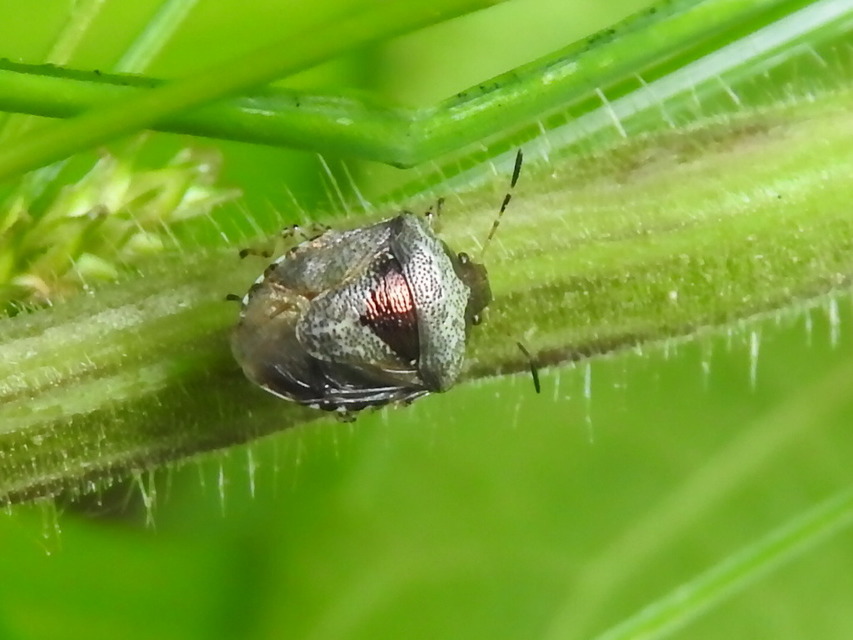 Stagonomus venustissimus - foltos feketefejű-poloska Stagonomus venustissimus - foltos feketefejű-poloska