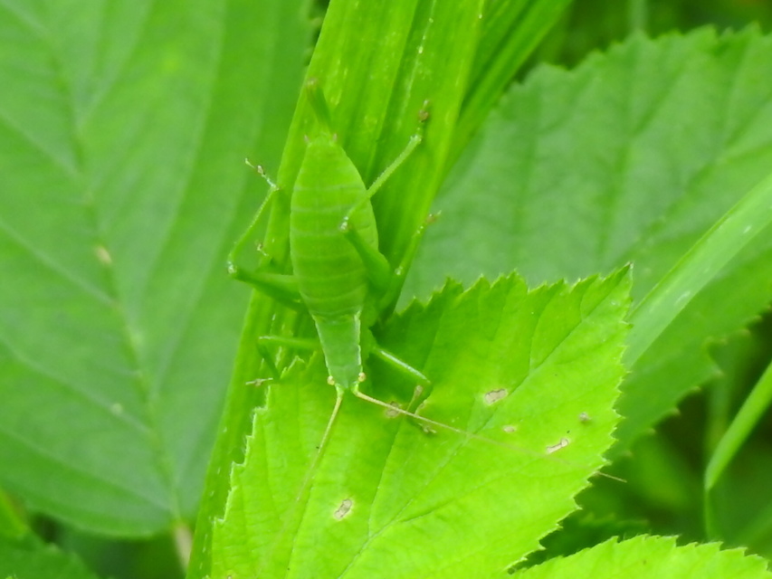 Isophya kraussii - erdei tarsza