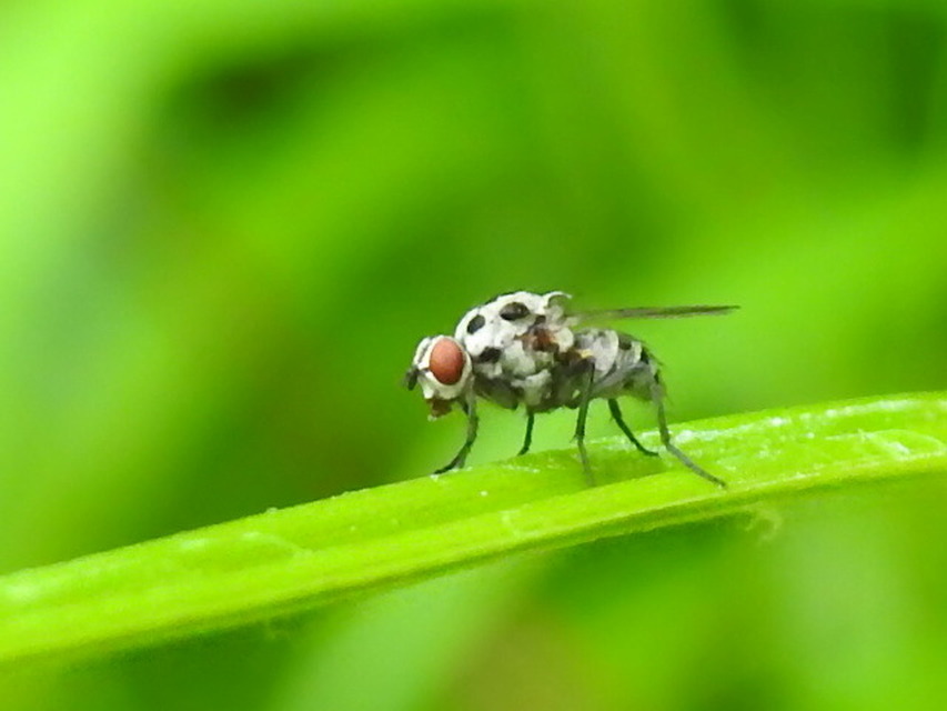Anthomyia pluvialis