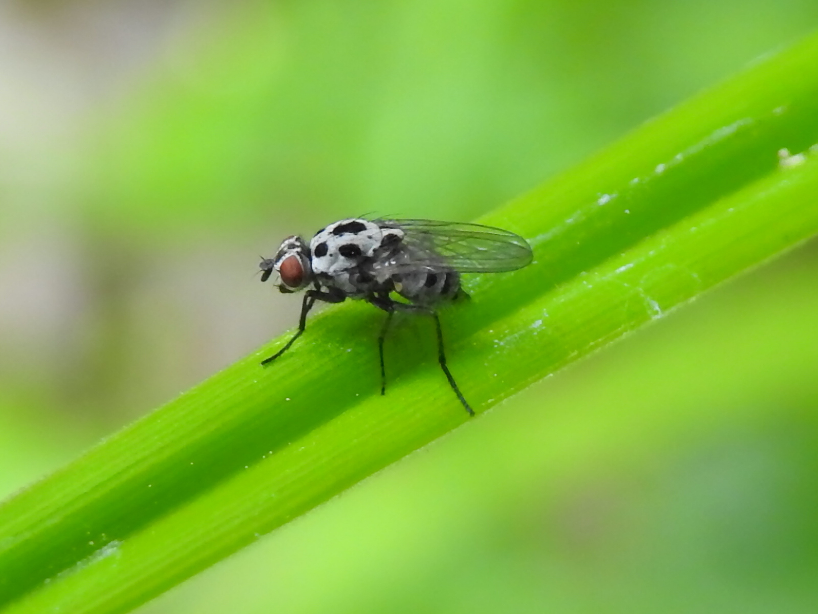Anthomyia pluvialis