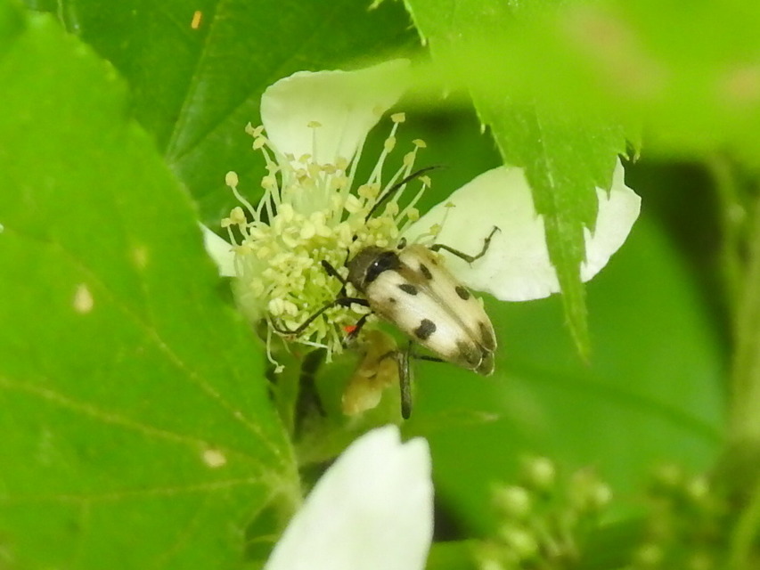 Pachytodes cerambyciformis - változékony virágcincér