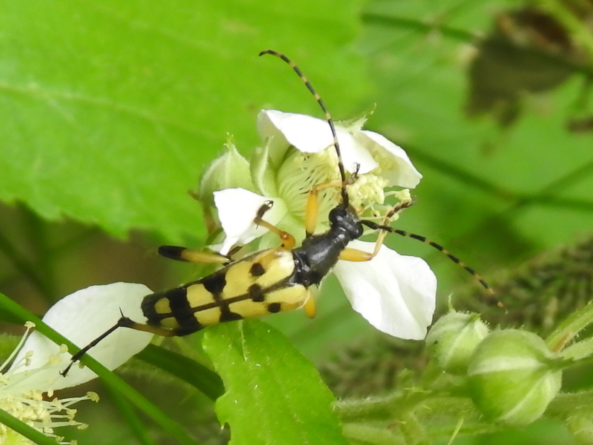 Rutpela maculata - tarkacsápú karcsúcincér