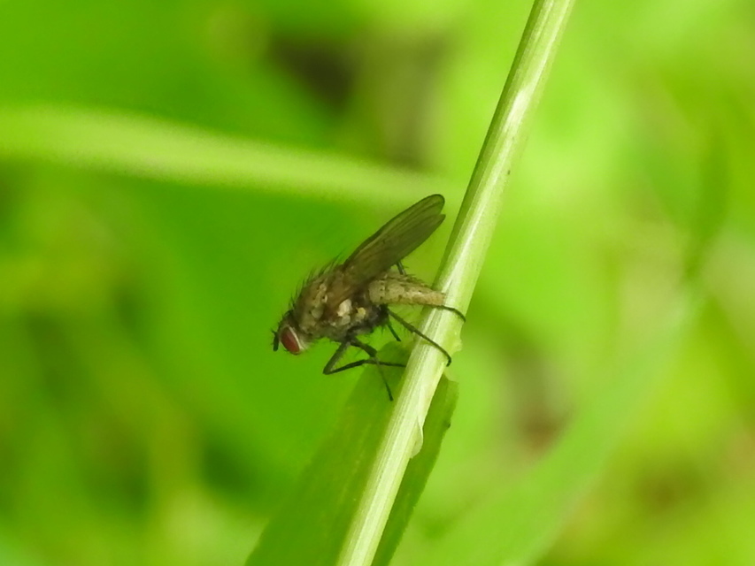 Anthomyiidae - viráglegyek