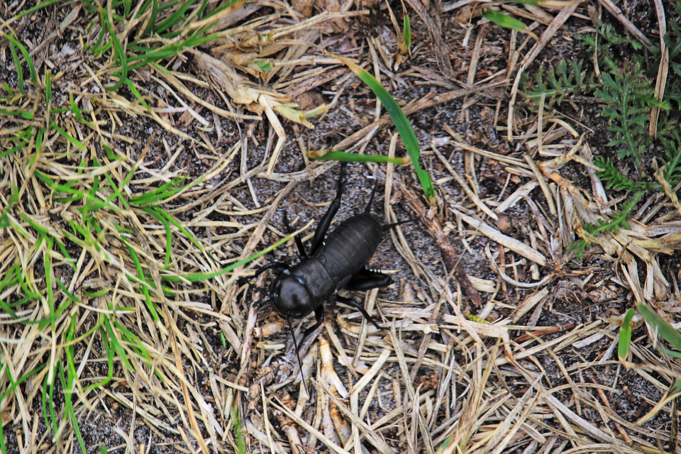 Gryllus campestris - mezei tücsök