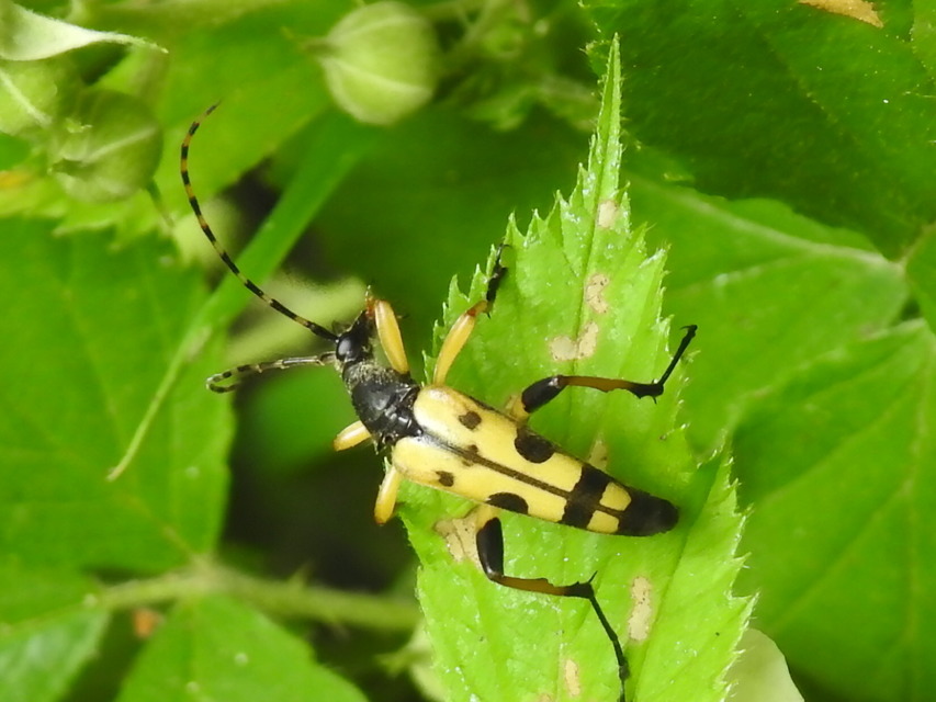 Rutpela maculata - tarkacsápú karcsúcincér