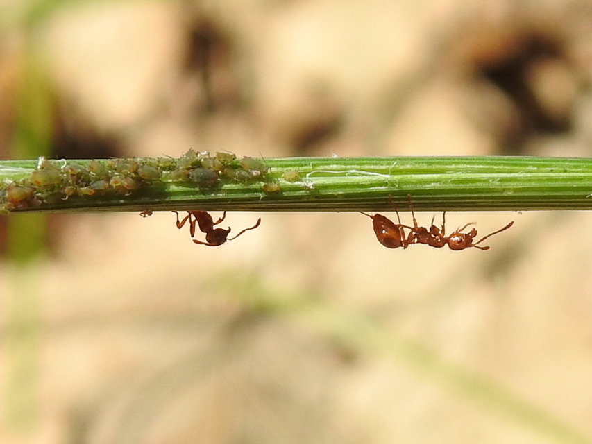 Myrmica rubra - közönséges bütyköshangya