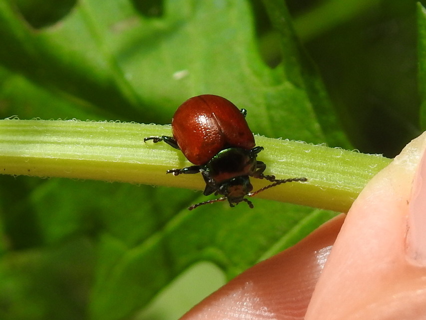 Chrysolina polita - réti mentalevelész