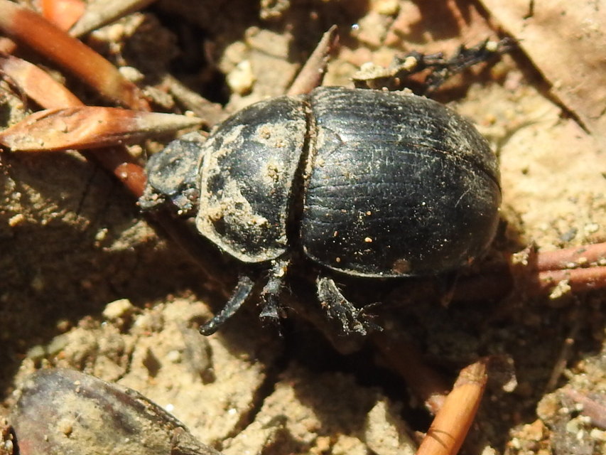Anoplotrupes stercorosus - erdei álganéjtúró