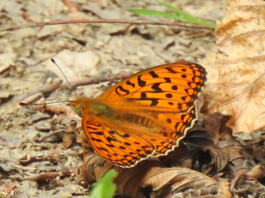 Argynnis aglaja - kerekfoltú gyöngyházlepke