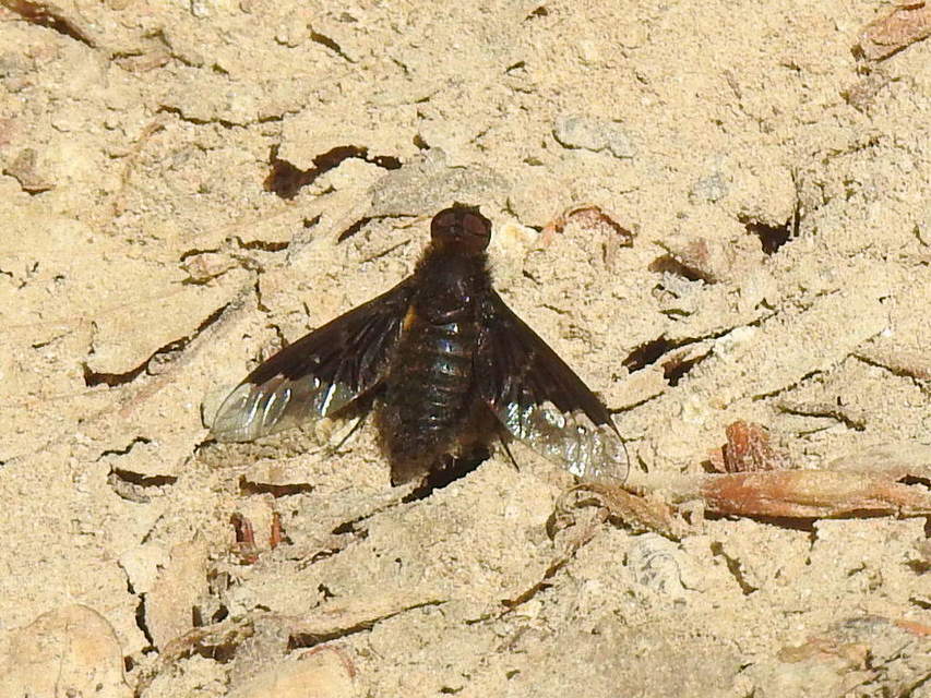 Hemipenthes morio - közönséges gyászlégy
