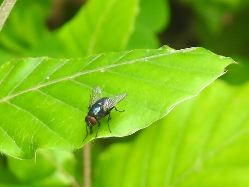 Hydrotaea