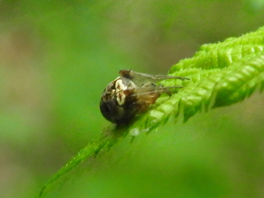 Metellina