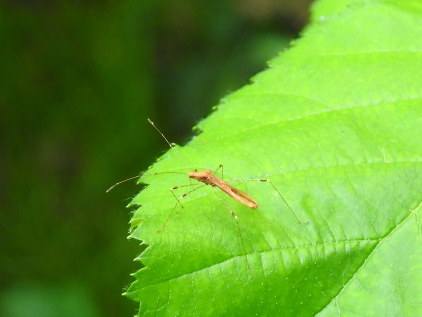 Metatropis rufescens - varázslófű-szúnyogpoloska