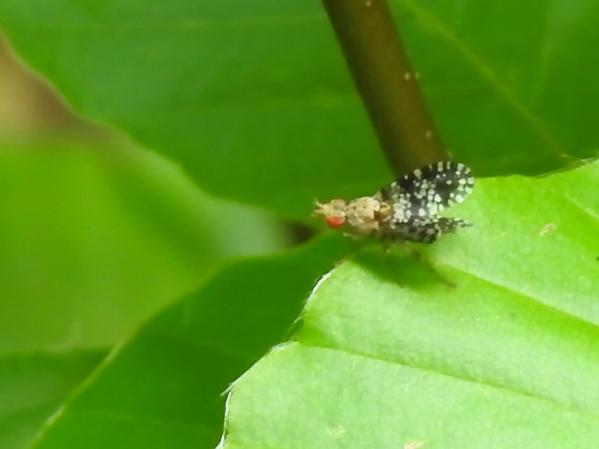 Trypetoptera punctulata - pirosszemű szarvaslégy