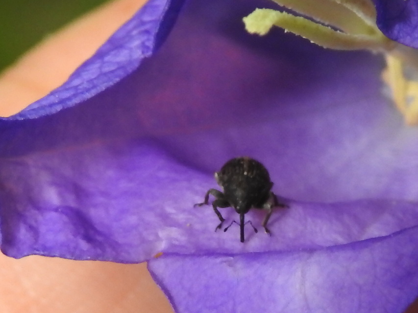 Miarus