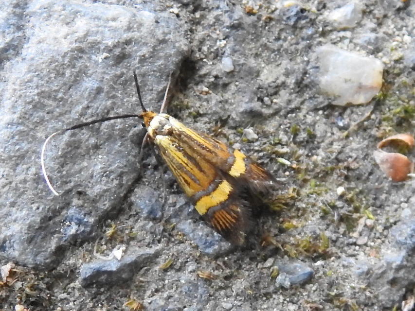 Nemophora degeerella - pompás tőrösmoly