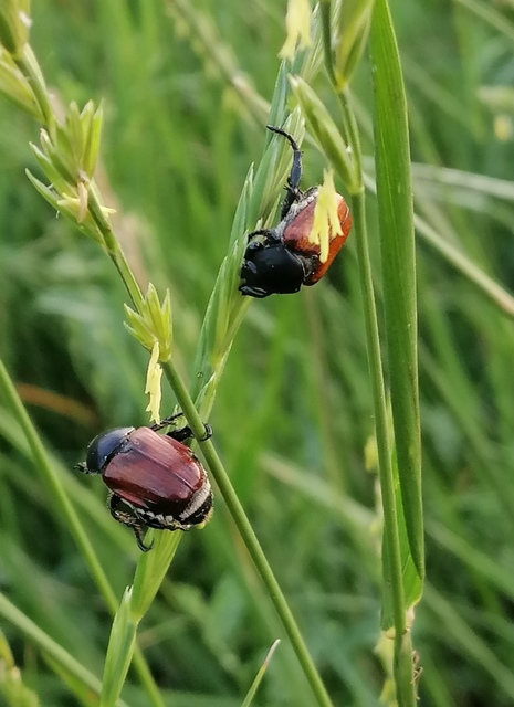 Chaetopteroplia segetum - rozsszipoly