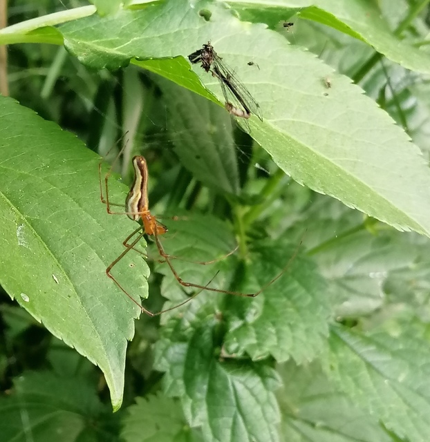 Tetragnatha