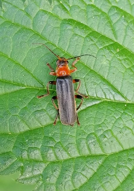 Cantharis livida - mezei lágybogár