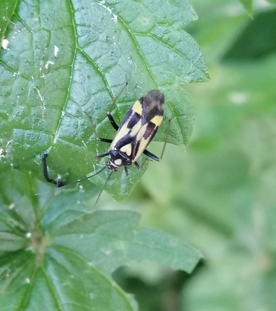 Grypocoris sexguttatus - hatpettyes díszpoloska Grypocoris sexguttatus - hatpettyes díszpoloska